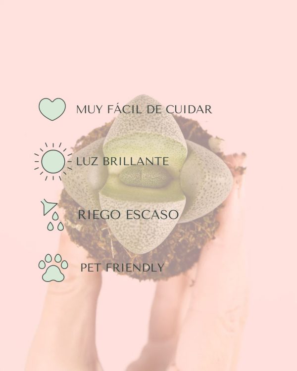cuidados lithops