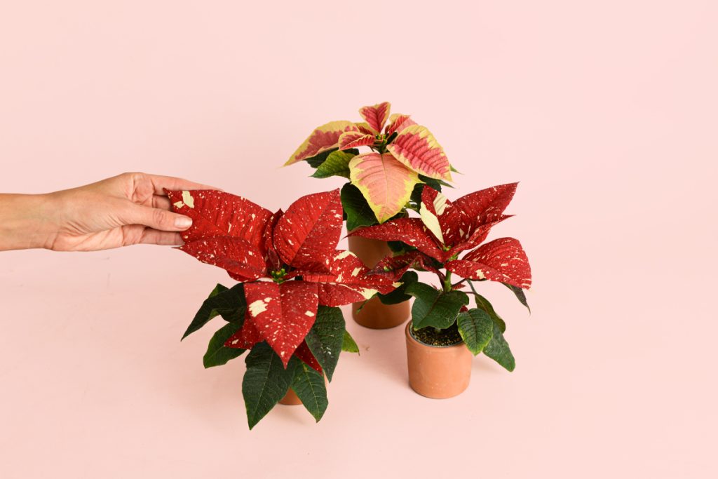 poinsettias variegadas