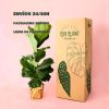 envios- seguros-ficus lyrata