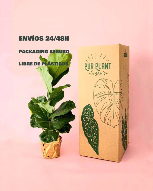 envios- seguros-ficus lyrata