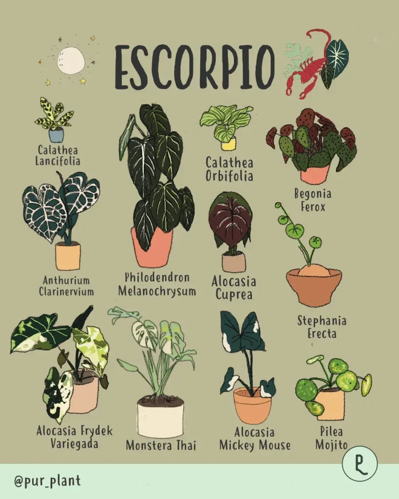 escorpioplantas