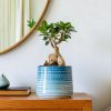 ficus ginseng contexto