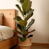 ficus lyrata contexto