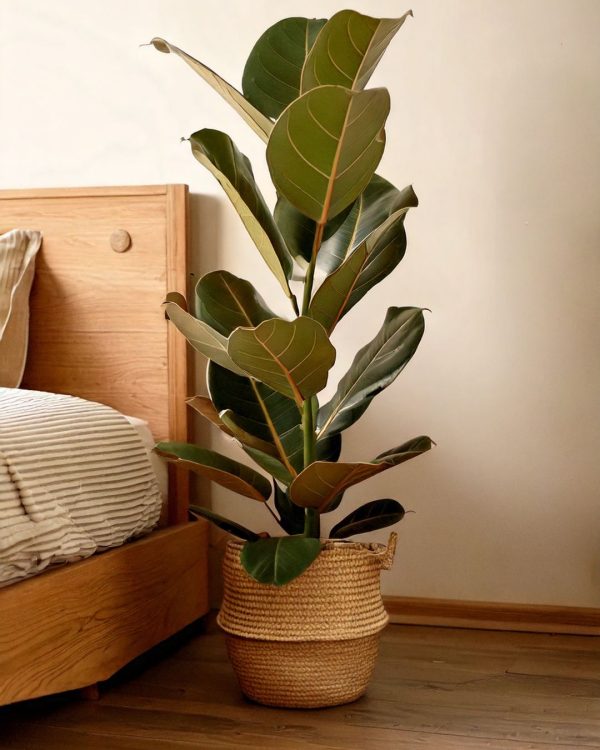 ficus lyrata contexto