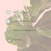 ficus-lyrata-cuidados