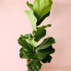 ficus-lyrata-l