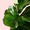 ficus-lyrata-l-hoja