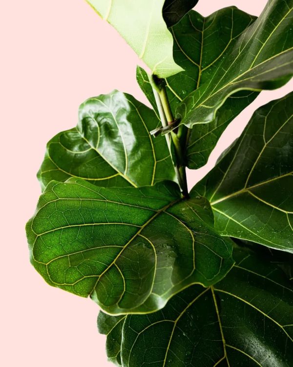 ficus-lyrata-l-hoja