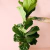 ficus-lyrata-l-planta