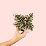 hypoestes-planta-rosa