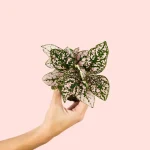 Hypoestes Pink Mini