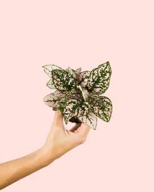 hypoestes-planta