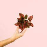 hypoestes-red-mini