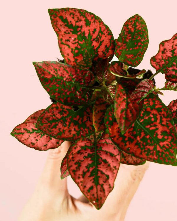 hypoestes-red-mini-hoja