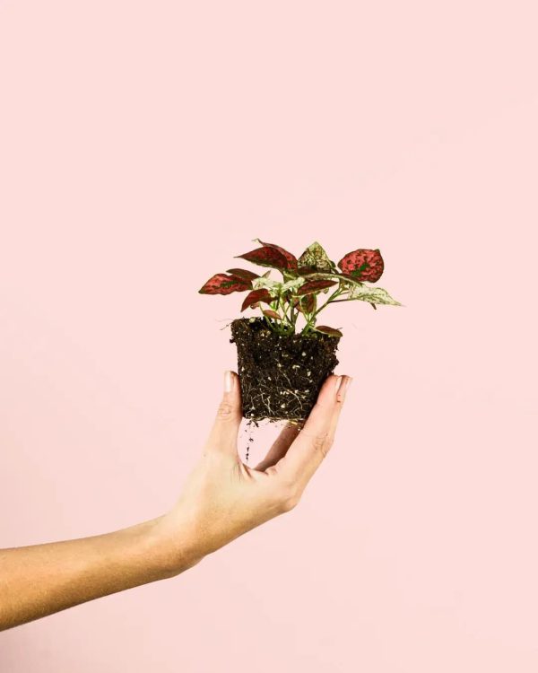 hypoestes-red-mini-planta