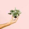 hypoestes-white-mini