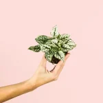 Hypoestes white mini