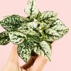 hypoestes-white-mini-hoja