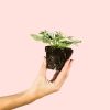 hypoestes-white-mini-planta