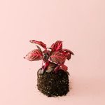 iresine-bloodleaf