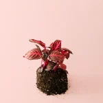 Iresine Bloodleaf
