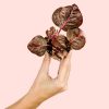 iresine-bloodleaf-mini