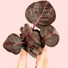 iresine-bloodleaf-mini-hoja