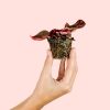 iresine-bloodleaf-mini-planta