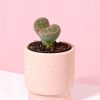 lithops piedra viva mini maceta