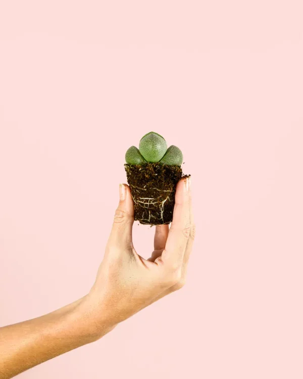 lithops-planta
