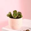 lithops planta contexto