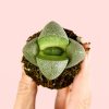 lithops-suculenta-hoja