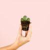 lithops-suculenta-planta