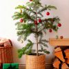 navidad-araucaria-deco