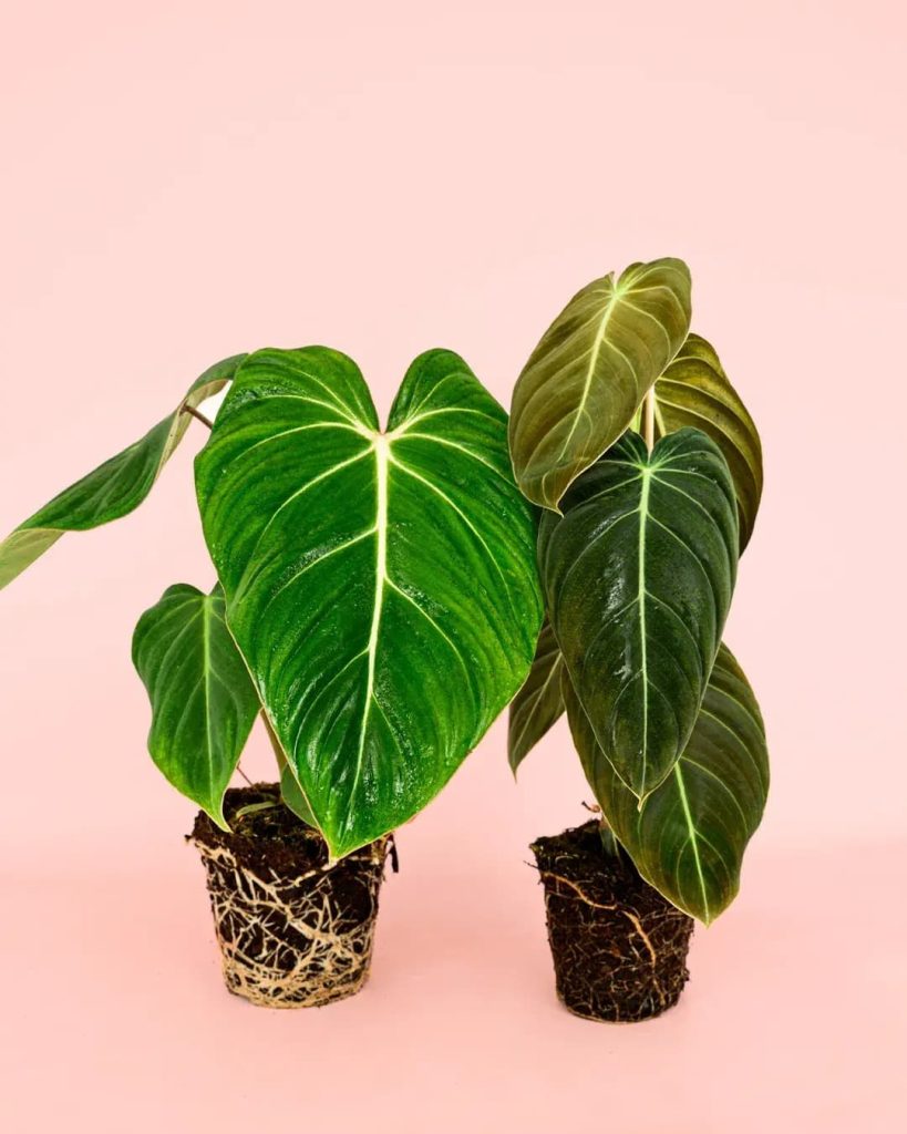 philodendron precio