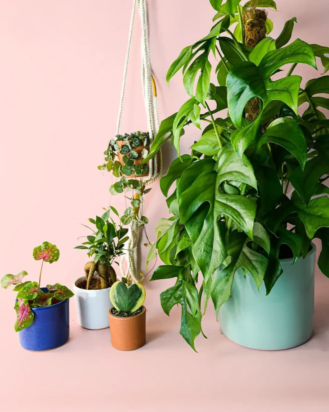 plantas de interior