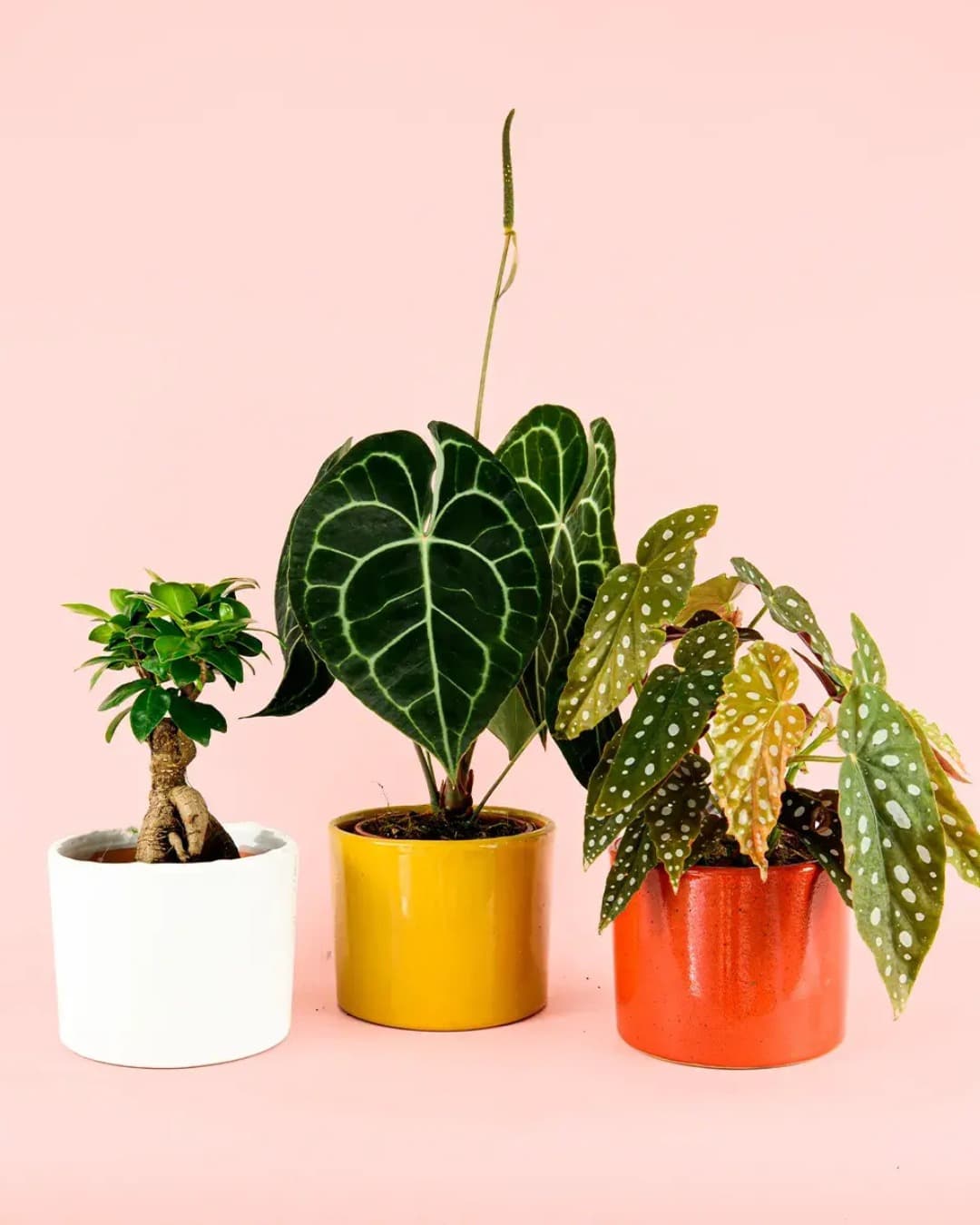 plantas medianas maceta