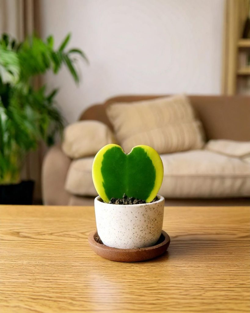plantas naturales para casa
