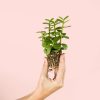 portulacaria-afra-planta