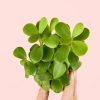 portulacaria-afra-hoja