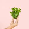 portulacaria-afra