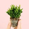 rhipsalis-mini-hoja