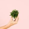 Rhipsalis Mini - Imagen 3