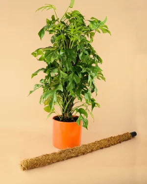 tutor-coco-planta