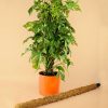 tutor-coco-planta-l