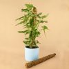 tutor-fibra-coco-m-planta