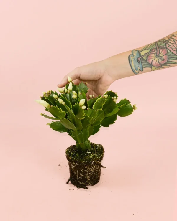 cactus de navidad blanco planta