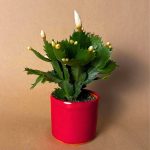cactus navidad blanco