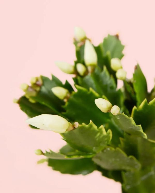 cactus-navidad-blanco-flor