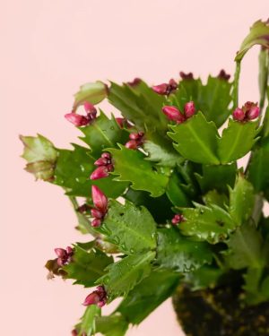 cactus-navidad-rosa-flor
